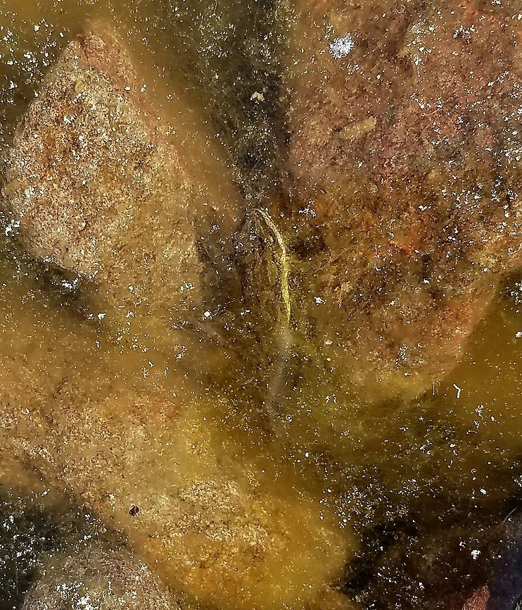 Pseudacris maculata Pseudacris maculata (Boreal Chorus Frog) in a small splash pool in the rocks along the shore of Lake Superior. Boreal Chorus Frog,Boreal chorus frog,Geotagged,Lake Superior,Pseudacris maculata,Spring,United States,splash pool