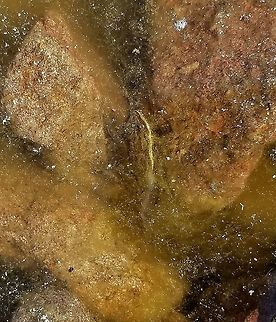 Pseudacris maculata Pseudacris maculata (Boreal Chorus Frog) in a small splash pool in the rocks along the shore of Lake Superior. Boreal Chorus Frog,Boreal chorus frog,Geotagged,Lake Superior,Pseudacris maculata,Spring,United States,splash pool