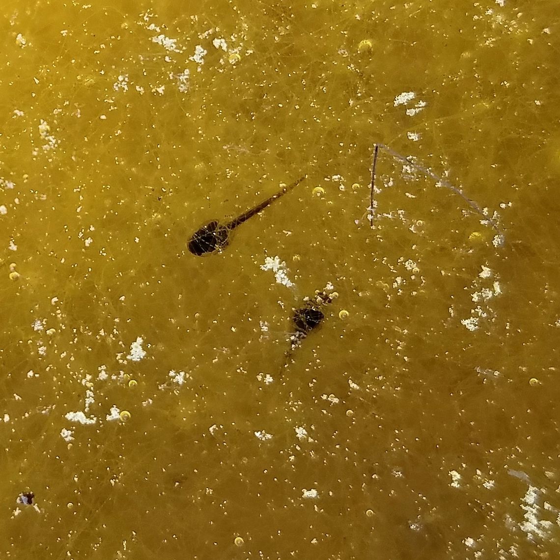 Pseudacris maculata Pseudacris maculata (Boreal Chorus Frog) tadpoles in an algae-filled small splash pool in the rocks along the shore of Lake Superior.The habitat seems a bit precarious considering that waves whipped up by storms will completely wash over these splash pools. Boreal Chorus Frog,Boreal chorus frog,Geotagged,Lake Superior,Pseudacris maculata,Spring,United States,amphibian larva,splash pool,tadpole