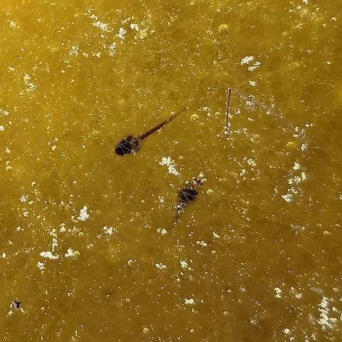 Pseudacris maculata Pseudacris maculata (Boreal Chorus Frog) tadpoles in an algae-filled small splash pool in the rocks along the shore of Lake Superior.The habitat seems a bit precarious considering that waves whipped up by storms will completely wash over these splash pools. Boreal Chorus Frog,Boreal chorus frog,Geotagged,Lake Superior,Pseudacris maculata,Spring,United States,amphibian larva,splash pool,tadpole