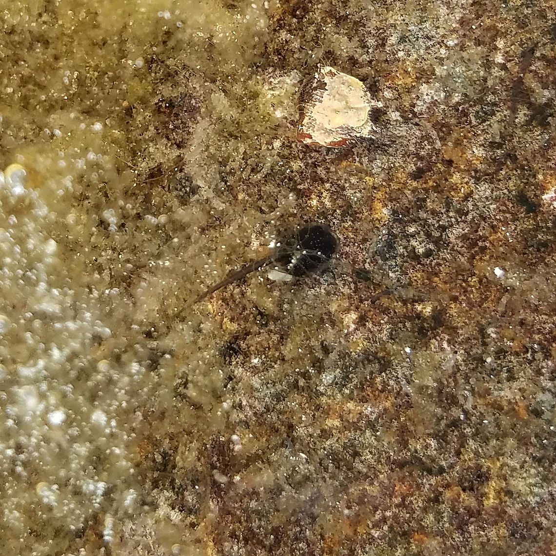 Pseudacris maculata Pseudacris maculata (Boreal Chorus Frog) tadpole in an algae-filled small splash pool in the rocks along the shore of Lake Superior. The habitat seems a bit precarious considering that waves whipped up by storms will completely wash over these splash pools. Boreal Chorus Frog,Boreal chorus frog,Geotagged,Lake Superior,Pseudacris maculata,Spring,United States,amphibian larva,splash pool,tadpole