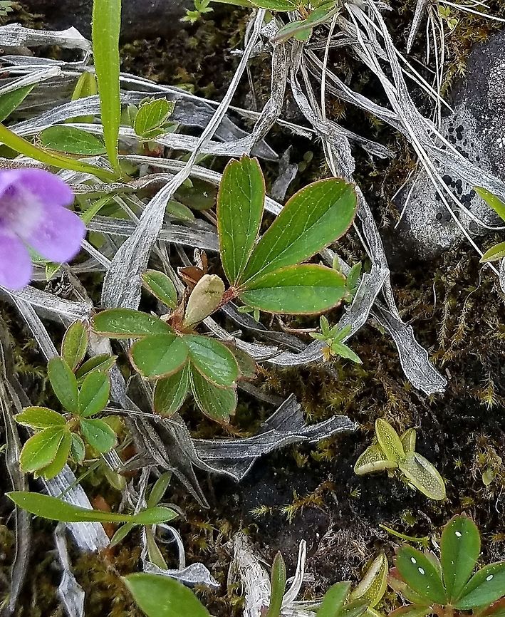 Sibbaldiopsis tridentata Sibbaldiopsis tridentata (Three-toothed Cinquefoil) growing in damp mossy crevices in basalt near the shore of Lake Superior in Minnesota. Geotagged,Lake Superior,Sibbaldiopsis,Sibbaldiopsis tridentata,Spring,Three-toothed Cinquefoil,United States