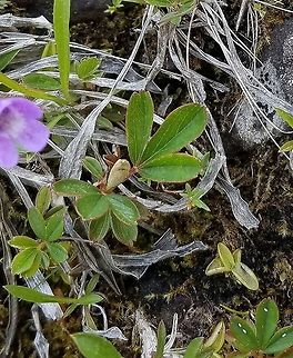 Sibbaldiopsis tridentata Sibbaldiopsis tridentata (Three-toothed Cinquefoil) growing in damp mossy crevices in basalt near the shore of Lake Superior in Minnesota. Geotagged,Lake Superior,Sibbaldiopsis,Sibbaldiopsis tridentata,Spring,Three-toothed Cinquefoil,United States