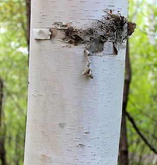 Betula papyrifera Betula papyrifera (Paper Birch) bark on a young tree in the Temperance River State Park in Minnesota. Betula papyrifera,Geotagged,Spring,United States,bark,paper birch,tree