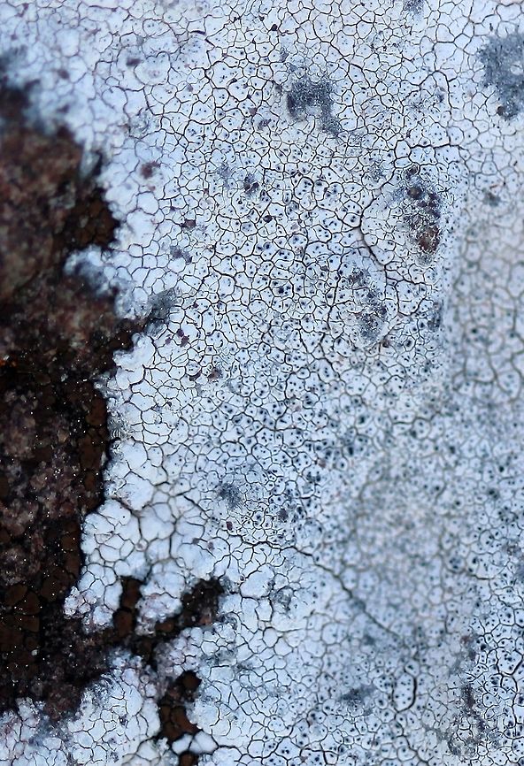 Lichen A crustose lichen on exposed basalt along the Lake Superior shore in Minnesota. Geotagged,Lake Superior,Spring,United States,basalt,crustose lichen,lichen,rock outcrop