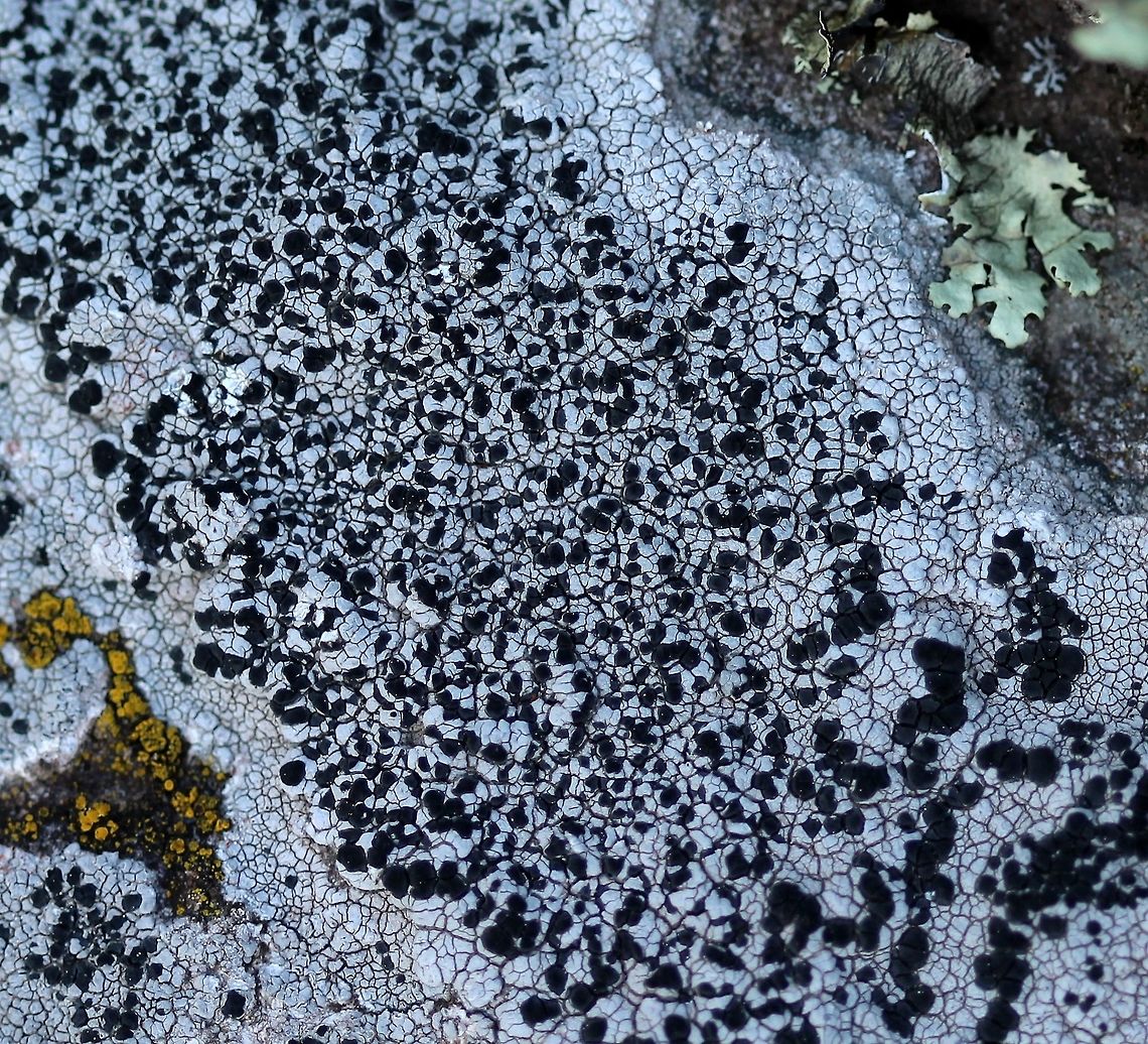 Lichen A crustose lichen on exposed basalt along the Lake Superior shore in Minnesota. Geotagged,Lake Superior,Spring,United States,basalt,crustose lichen,lichen,rock outcrop