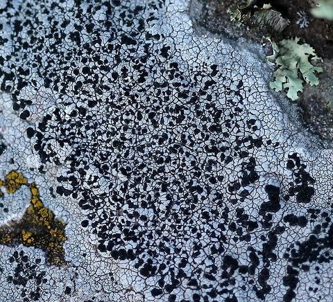 Lichen A crustose lichen on exposed basalt along the Lake Superior shore in Minnesota. Geotagged,Lake Superior,Spring,United States,basalt,crustose lichen,lichen,rock outcrop