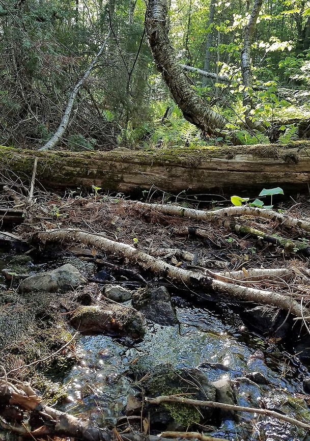 An intermittent stream An intermittent stream in a White Cedar Swamp. This stream has a permanent source of water from a small marshy pond so it is at least damp most of the summer. The more reliable water flow makes it possible for aquatic mosses, in this case a Fontanalis sp., to grow on the rocks in the stream bed. Woody debris from large coarse to fine are present in abundance. Fontanalis,Geotagged,Spring,United States,intermittent stream,logs,moss,stream,swamp,trees,water,white cedar,wood