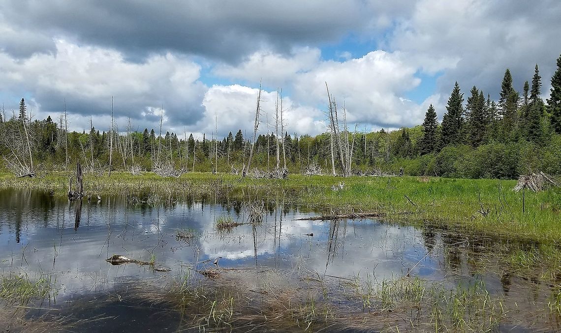 Beaver Pond There is a small stream that originates in a White Cedar Swamp to the north. This beaver pond itself is on what used to be a White Cedar Swamp. All that remains now are their upturned roots and dead trees. The beavers abandoned this pond years ago once the more desirable food species ran out. A second pond just below this one has also been abandoned and is now thickly vegetated with sapling White Cedar (Thuja occidentalis). Geotagged,Spring,United States,beaver pond,signs of wildlife,water,wetlands