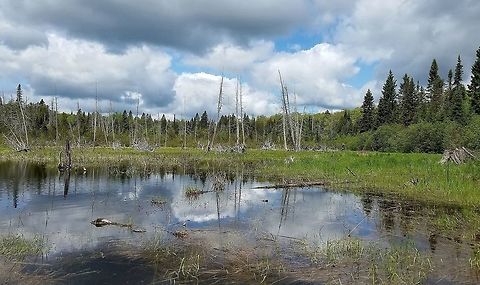 Beaver Pond There is a small stream that originates in a White Cedar Swamp to the north. This beaver pond itself is on what used to be a White Cedar Swamp. All that remains now are their upturned roots and dead trees. The beavers abandoned this pond years ago once the more desirable food species ran out. A second pond just below this one has also been abandoned and is now thickly vegetated with sapling White Cedar (Thuja occidentalis). Geotagged,Spring,United States,beaver pond,signs of wildlife,water,wetlands