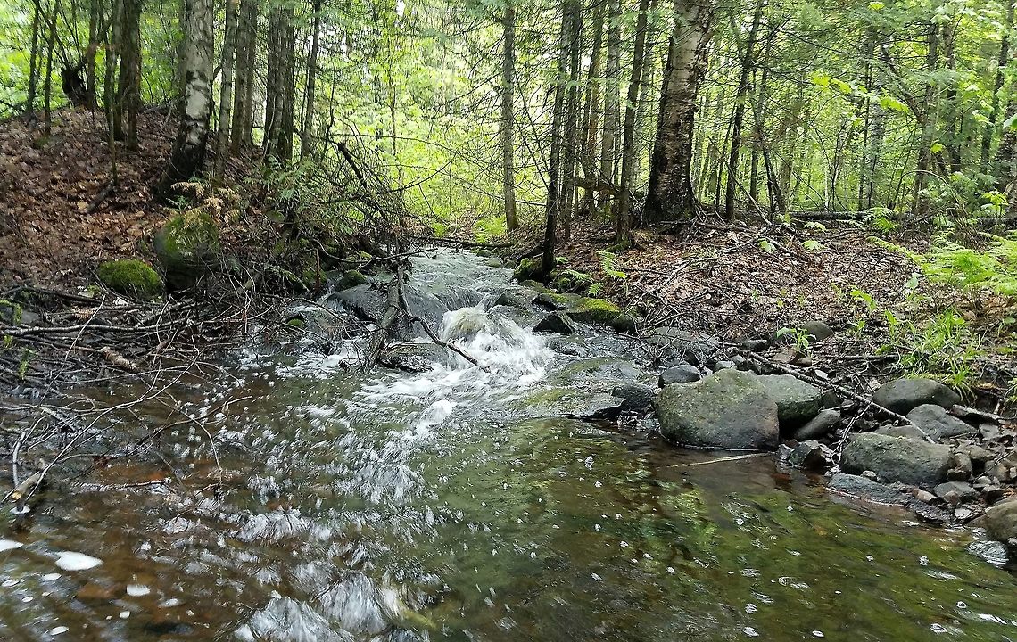 Stream in the forest An unnamed intermittent stream in a Northern Hardwoods forest after heavy rain. Geotagged,Spring,United States,forest,northern hardwoods,stream,water