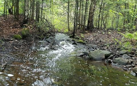 Stream in the forest An unnamed intermittent stream in a Northern Hardwoods forest after heavy rain. Geotagged,Spring,United States,forest,northern hardwoods,stream,water