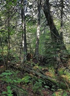 Transition Zone The transition zone between a White Cedar Swamp and a Northern Hardwoods (Sugar Maple-Yellow Birch) Forest. Geotagged,Spring,United States,forest,northern hardwoods forest,transition zone,white cedar swamp