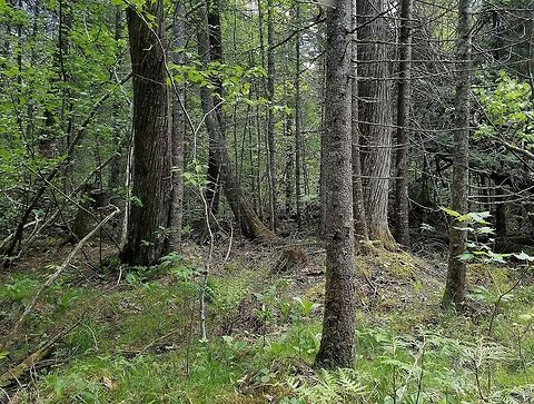 Transition Zone The transition zone between a White Cedar Swamp and a Northern Hardwoods (Sugar Maple-Yellow Birch) Forest. Geotagged,Spring,United States,forest,northern hardwoods forest,transition zone,white cedar swamp