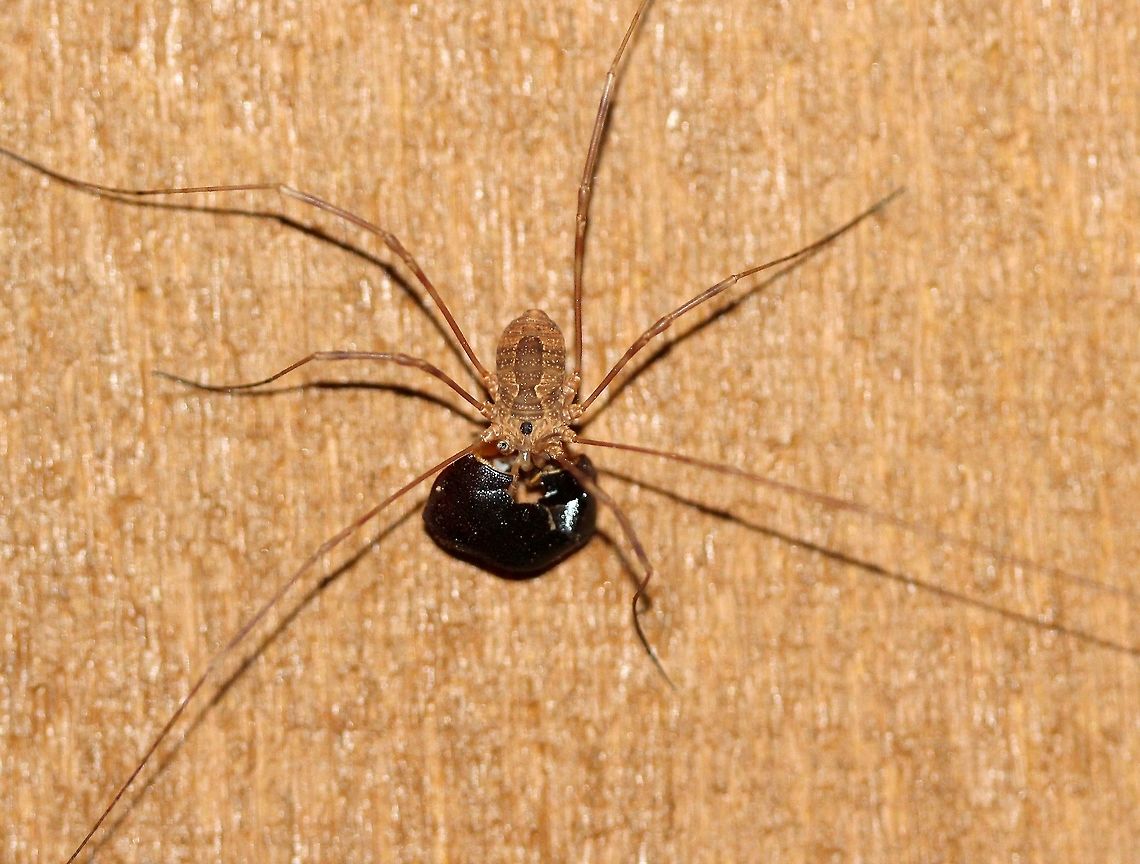 Harvestman Probably Hadrobunus maculosus or maybe a Leiobunum sp. Feeding on what looks like a seed husk or maybe a part of an insect. One leg is missing. Chelicerata,Geotagged,Hadrobunus maculosus,Leiobunum,Opiliones,Phalangioidea,Sclerosomatidae,Spring,United States,arachnid,arthropod,harvestman