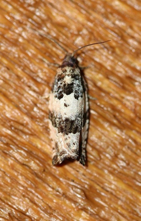 Pseudosciaphila duplex Seems to be Pseudosciaphila duplex. Geotagged,Pseudosciaphila duplex,Spring,Tortricidae,United States,arthropod,insect,lepidoptera,moth,poplar leafroller