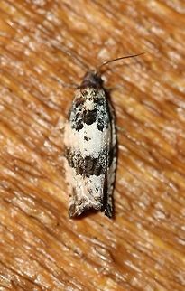 Pseudosciaphila duplex Seems to be Pseudosciaphila duplex. Geotagged,Pseudosciaphila duplex,Spring,Tortricidae,United States,arthropod,insect,lepidoptera,moth,poplar leafroller