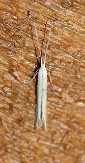 Coleophora mcdunnoughiella Seems to be Coleophora mcdunnoughiella. There are faint yellowish lines running down the wings. Coleophora mcdunnoughiella,Coleophoridae,Geotagged,Spring,United States,arthopod,insect,lepidoptera,moth