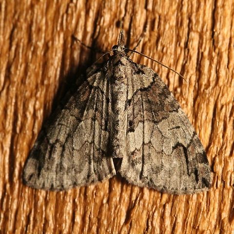 Hydriomena ruberata  Geotagged,Hydriomena ruberata,Ruddy highflyer,Spring,United States,geometridae,insect,lepidoptera,moth,ruddy highflyer