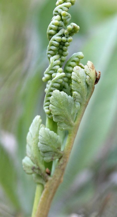 Botrychium matricariifolium In a long abandoned hay field. Botrychium matricariifolium,Daisyleaf Moonwort,Geotagged,Moonwort,Ophioglossaceae,Spring,United States,daisy-leaf grapefern,ferns
