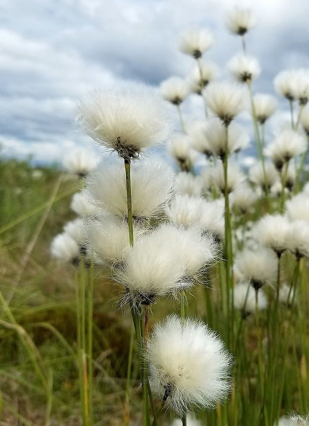 Eriophorum vaginatum Eriophorum vaginatum in a restored fen. Eriophorum vaginatum,Geotagged,Hares-tail cottongrass,Spring,United States
