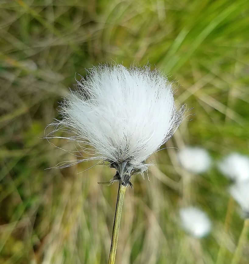 Eriophorum vaginatum Eriophorum vaginatum in a restored fen. Eriophorum vaginatum,Geotagged,Hares-tail cottongrass,Spring,United States