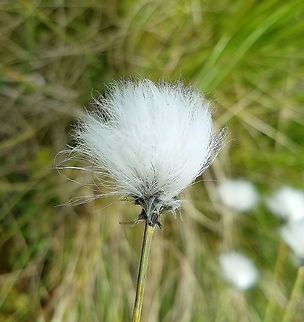Eriophorum vaginatum Eriophorum vaginatum in a restored fen. Eriophorum vaginatum,Geotagged,Hares-tail cottongrass,Spring,United States