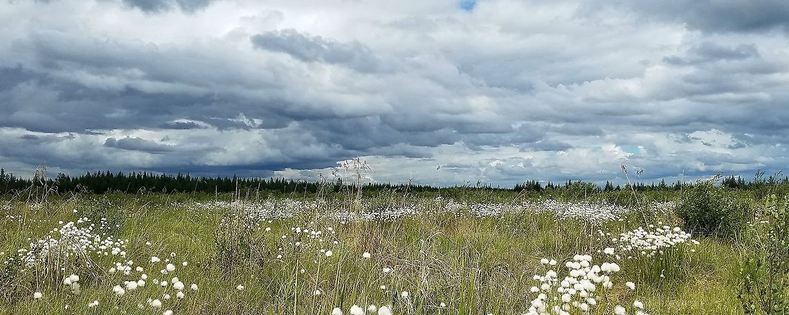 Eriophorum vaginatum Eriophorum vaginatum in a restored fen. Eriophorum vaginatum,Geotagged,Hares-tail cottongrass,Spring,United States,clouds