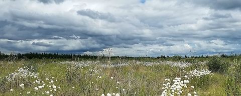 Eriophorum vaginatum Eriophorum vaginatum in a restored fen. Eriophorum vaginatum,Geotagged,Hares-tail cottongrass,Spring,United States,clouds