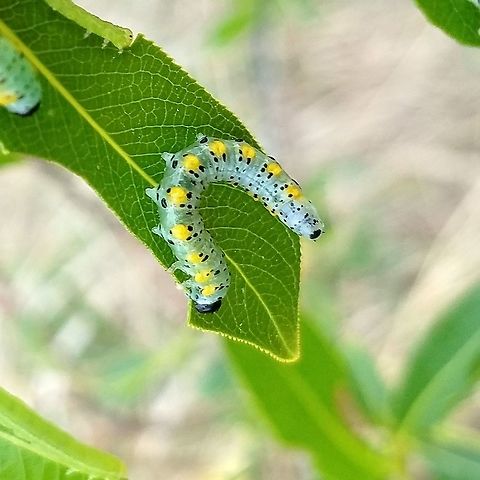 Nematus calais Nematus calais feeding on Autumn Willow (Salix serissima) leaves. Geotagged,Nematus calais,Spring,United States,Willow Sawfly