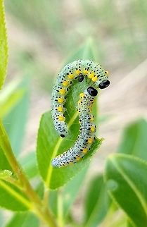 Nematus calais Nematus calais feeding on Autumn Willow (Salix serissima) leaves in a restored fen (peatland). Autumn Willow,Geotagged,Hymenoptera,Nematus calais,Salix serissima,Spring,Tenthredinidae,United States,Willow Sawfly,fen,insect