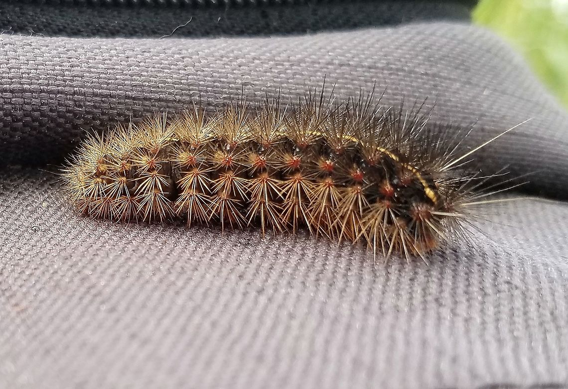 Virbia sp. larva Possibly the larva of Virbia lamae. Found crawling rapidly across a ditch bank road in a fen (peatland). Very active, it tried to bury itself under plant debris when I was catching it.<br />
<br />
Side view of:<br />
<figure class="photo"><a href="https://www.jungledragon.com/image/80790/virbia_sp._larva.html" title="Virbia sp. larva"><img src="https://s3.amazonaws.com/media.jungledragon.com/images/3383/80790_thumb.jpg?AWSAccessKeyId=05GMT0V3GWVNE7GGM1R2&Expires=1769040010&Signature=Zl4EJ%2BAPrnibjQpqoQENVeq9iUQ%3D" width="200" height="124" alt="Virbia sp. larva Possibly the larva of Virbia lamae. Found crawling rapidly across a ditch bank road in a fen (peatland). Very active, it tried to bury itself under plant debris when I was catching it. Arctiinae,Arctiini,Geotagged,Lepidoptera,Spring,United States,Virbia,bog,caterpillar,fen,insect,moth,moth larva" /></a></figure><br />
 Arctiinae,Arctiini,Geotagged,Lepidoptera,Spring,United States,Virbia,bog,caterpillar,fen,insect,moth,moth larva