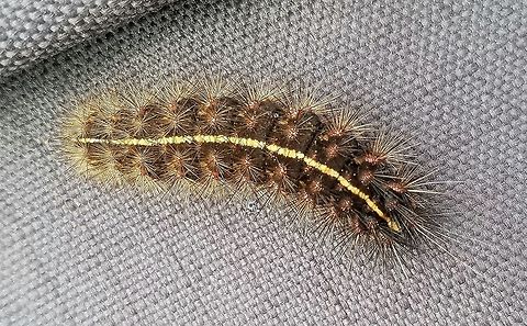 Virbia sp. larva Possibly the larva of Virbia lamae. Found crawling rapidly across a ditch bank road in a fen (peatland). Very active, it tried to bury itself under plant debris when I was catching it. Arctiinae,Arctiini,Geotagged,Lepidoptera,Spring,United States,Virbia,bog,caterpillar,fen,insect,moth,moth larva