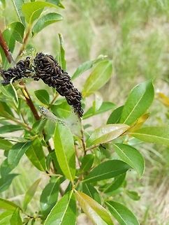 Caterpillar mass A mass of caterpillars feeding on leaves of a Pussy Willow (Salix discolor) in a restored fen. At first glance they look like a clump of animal or bird droppings Geotagged,Lepidoptera,Salix discolor,Spring,United States,bog,caterpillars,fen,insect,pussy willow