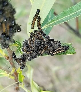 Caterpillars feeding on willow Mass of caterpillars feeding on Meadow Willow (Salix petiolaris) in a restored fen (peatland).

Possibly later intars of this:
https://www.jungledragon.com/image/80791/caterpillar_mass.html Geotagged,Lepidoptera,Salix petiolaris,Spring,United States,fen,insect,meadow willow,moth,willow