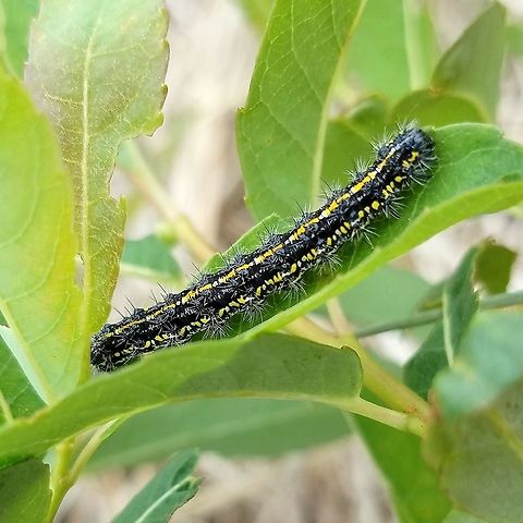 Haploa confusa larva feeding on willow leaves Haploa confusa larva feeding on Pussy Willow (Salix discolor) leaves in a restored fen (peatland). Some were also seen feeding on leaves of Meadowsweet (Spiraea alba) nearby. Although the larvae are said to feed on Hound's Tongue (Cynoglossum officinale) these were seen on species not related to Cynoglossum officinale, a species not native to North America.

This might be the final instar of this:
https://www.jungledragon.com/image/80792 Confused Haploa,Geotagged,Haploa confusa,Lepidoptera,Salix discolor,Spiraea alba,Spring,United States,caterpillar,fen,insect,meadowsweet,pussy willow,willow
