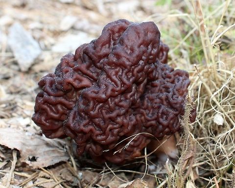 Gyromitra esculenta Growing in conifer wood chips. Geotagged,Gyromitra esculenta,Spring,United States,gyomitra esculenta