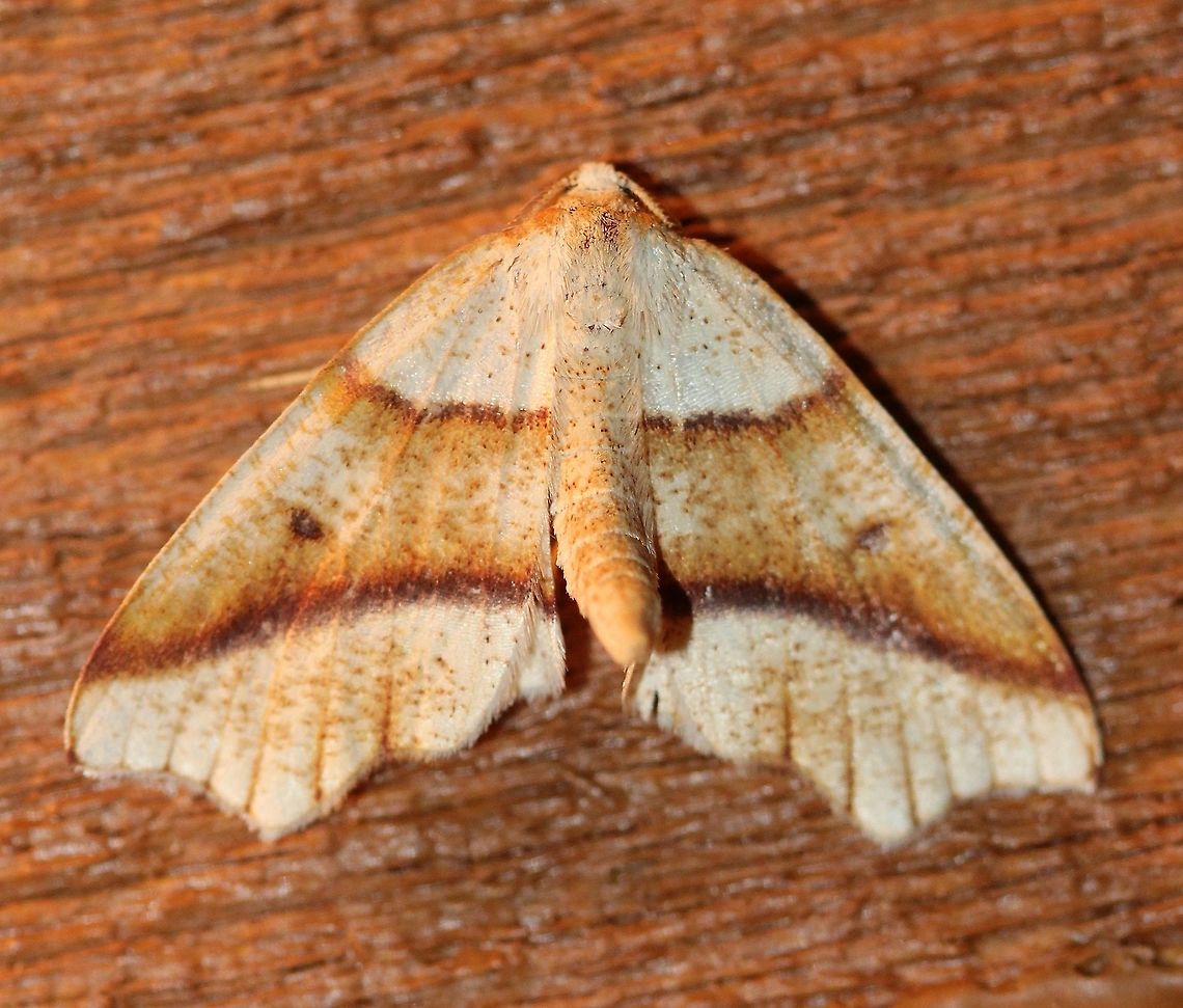 Plagodis alcoolaria  Attracted to an incandescent porch light. Raining, temperature in the mid-60s F. Geometridae,Geotagged,Lepidoptera,Plagodis alcoolaria,Summer,United States,insect,moth