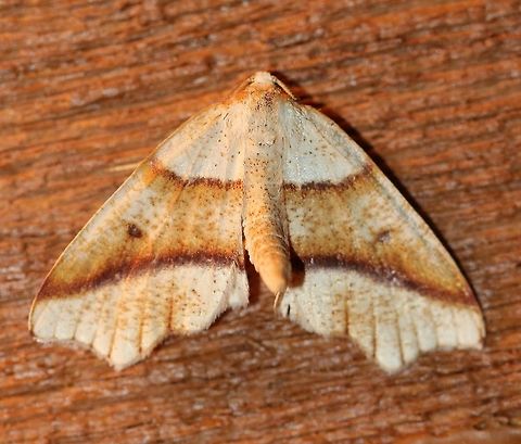 Plagodis alcoolaria  Attracted to an incandescent porch light. Raining, temperature in the mid-60s F. Geometridae,Geotagged,Lepidoptera,Plagodis alcoolaria,Summer,United States,insect,moth