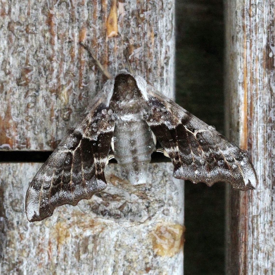 Smerinthus cerisyi Same moth as:<br />
<figure class="photo"><a href="https://www.jungledragon.com/image/80891/smerinthus_cerisyi.html" title="Smerinthus cerisyi"><img src="https://s3.amazonaws.com/media.jungledragon.com/images/3383/80891_thumb.JPG?AWSAccessKeyId=05GMT0V3GWVNE7GGM1R2&Expires=1759968010&Signature=8vZMVjdtzaojEStZtUsHWkrfuGs%3D" width="200" height="144" alt="Smerinthus cerisyi Flashing eyespots after being handled.<br />
<br />
Same moth as:<br />
https://www.jungledragon.com/image/80890/smerinthus_cerisyi.html Geotagged,Lepidoptera,One-eyed Sphinx,Smerinthus cerisyi,Sphingidae,Summer,United States,insect,moth" /></a></figure> Geotagged,Lepidoptera,One-eyed Sphinx,Smerinthus cerisyi,Sphingidae,Summer,United States,insect,moth