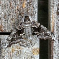 Smerinthus cerisyi Same moth as:<br />
https://www.jungledragon.com/image/80891/smerinthus_cerisyi.html Geotagged,Lepidoptera,One-eyed Sphinx,Smerinthus cerisyi,Sphingidae,Summer,United States,insect,moth