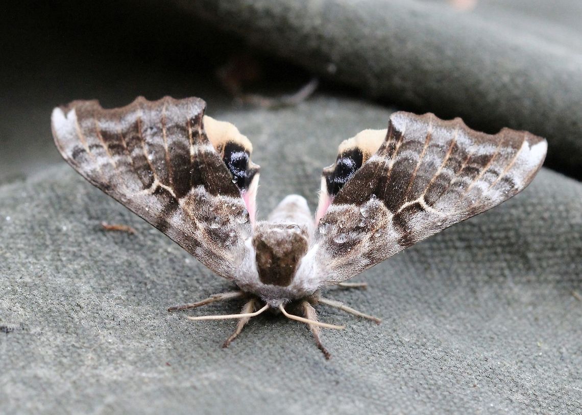 Smerinthus cerisyi Flashing eyespots after being handled.<br />
<br />
Same moth as:<br />
<figure class="photo"><a href="https://www.jungledragon.com/image/80890/smerinthus_cerisyi.html" title="Smerinthus cerisyi"><img src="https://s3.amazonaws.com/media.jungledragon.com/images/3383/80890_thumb.JPG?AWSAccessKeyId=05GMT0V3GWVNE7GGM1R2&Expires=1763596810&Signature=b0mhooAaNLNOwmSYE6x8rN92ryc%3D" width="200" height="200" alt="Smerinthus cerisyi Same moth as:<br />
https://www.jungledragon.com/image/80891/smerinthus_cerisyi.html Geotagged,Lepidoptera,One-eyed Sphinx,Smerinthus cerisyi,Sphingidae,Summer,United States,insect,moth" /></a></figure> Geotagged,Lepidoptera,One-eyed Sphinx,Smerinthus cerisyi,Sphingidae,Summer,United States,insect,moth