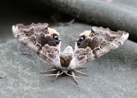 Smerinthus cerisyi Flashing eyespots after being handled.

Same moth as:
https://www.jungledragon.com/image/80890/smerinthus_cerisyi.html Geotagged,Lepidoptera,One-eyed Sphinx,Smerinthus cerisyi,Sphingidae,Summer,United States,insect,moth