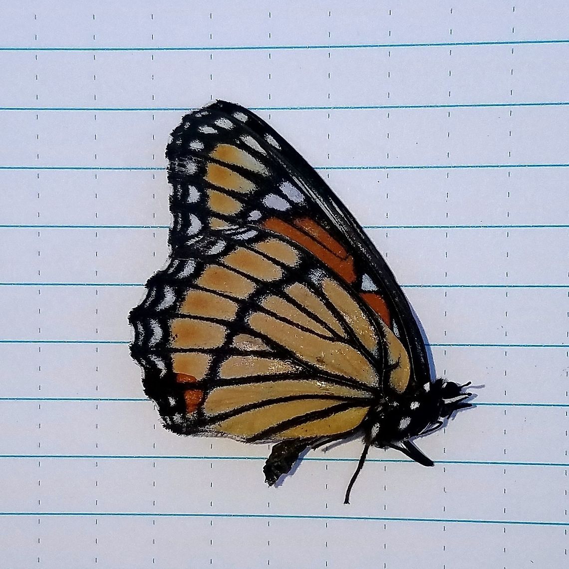 Limenitis archippus Found dead by a railroad grade that passes through a large fen. Grid marks about 6 mm on a side. Geotagged,Lepidoptera,Limenitis archippus,Summer,United States,Viceroy,butterfly,fen,insect,mimic,monarch butterfly,viceroy butterfly