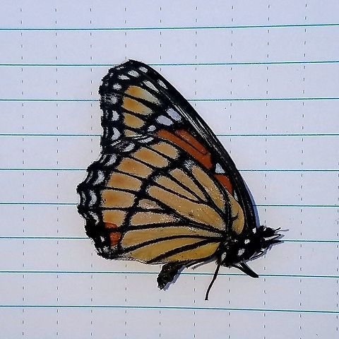 Limenitis archippus Found dead by a railroad grade that passes through a large fen. Grid marks about 6 mm on a side. Geotagged,Lepidoptera,Limenitis archippus,Summer,United States,Viceroy,butterfly,fen,insect,mimic,monarch butterfly,viceroy butterfly