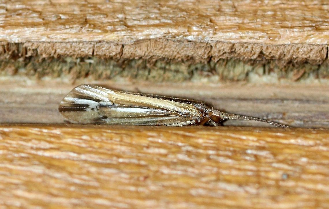 Limnephilus ornatus  Geotagged,Limnephilus ornatus,Summer,Trichoptera,United States,caddisfly,insect