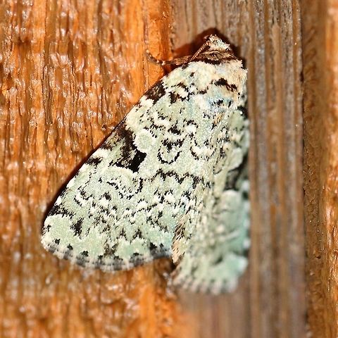 Leuconycta diphteroides  Geotagged,Green Leuconycta Moth,Leuconycta diphteroides,Summer,United States