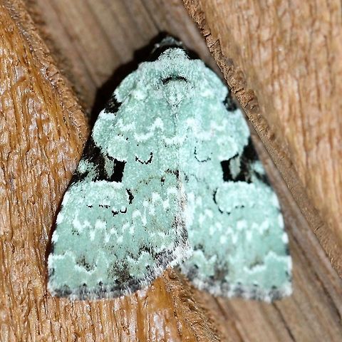 Leuconycta diphteroides  Geotagged,Green Leuconycta Moth,Leuconycta diphteroides,Summer,United States