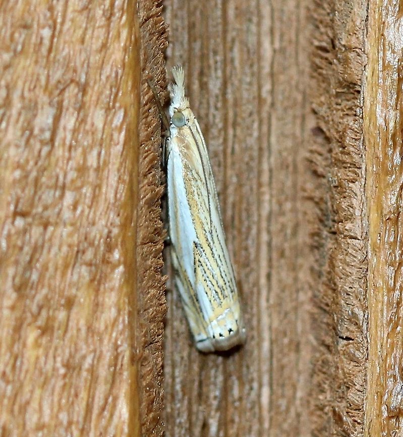 Crambus agitatellus  Crambus agitatellus,Double-banded grass-veneer moth,Geotagged,Summer,United States