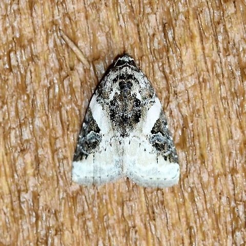 Pseudeustrotia carneola  Geotagged,Pink-barred lithacodia moth,Pseudeustrotia carneola,Summer,United States